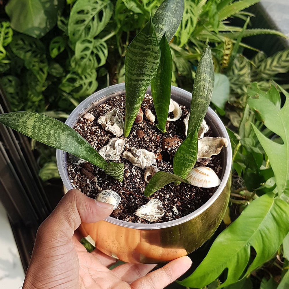 Grow Like a Pro: Expert Home Gardening Guide Now