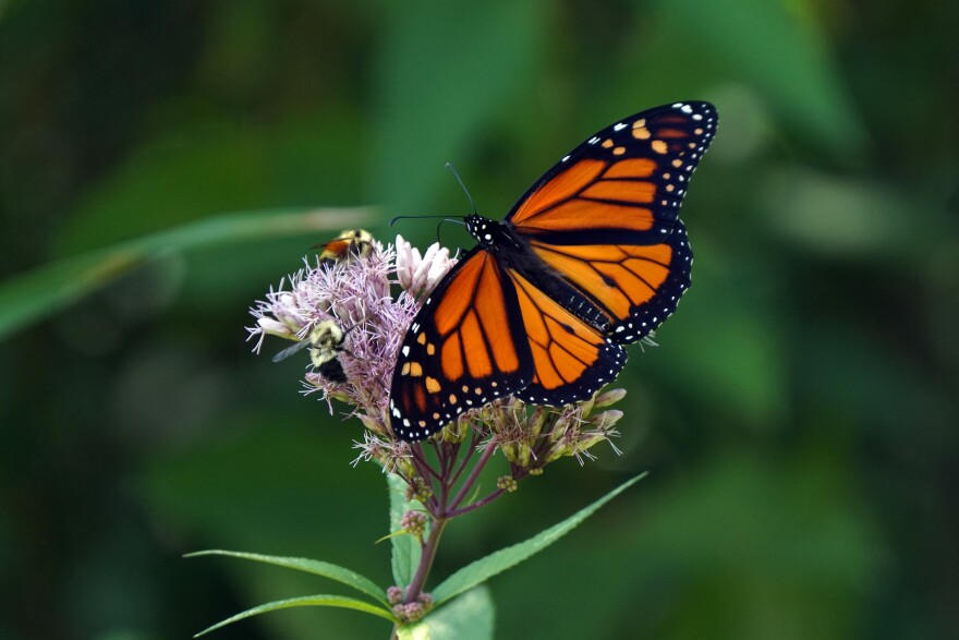 Hidden Gems of Nature: Wildlife Wonders You Must See